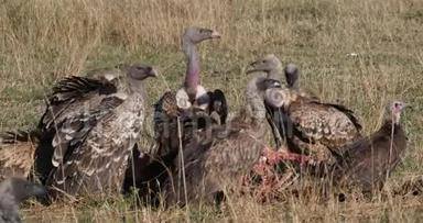 非洲白背<strong>秃鹫</strong>，非洲陀螺和头戴帽子的<strong>秃鹫</strong>，尼可罗斯特斯，卡卡斯集团，马赛马拉公园在肯